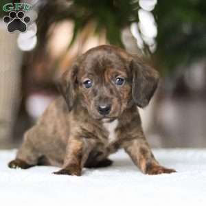 Little Smokie, Dachshund Puppy